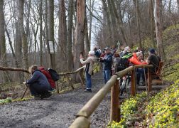 Winterlinge  Gelbe Pracht In Jena 2024 04